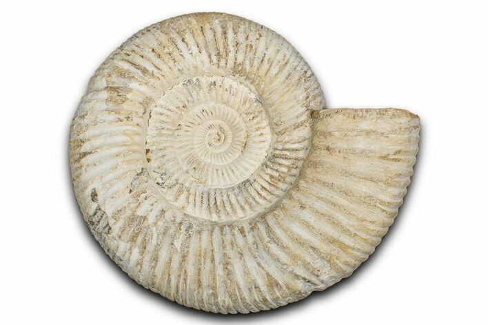 Jurassic Ammonite (Perisphinctes) Fossil - Madagascar #337697